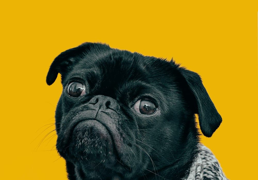 Dog photo representing human review of AI labels.